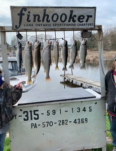 6 Atlantic Salmon caught while fishing in NY