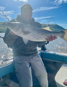Striped bass fishing in Mexico