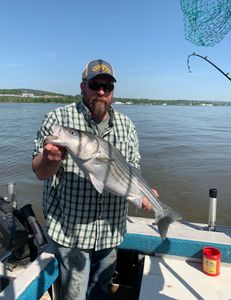 Striped bass fishing in NY