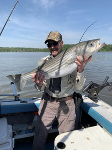 A striped bass fishing in Mexico