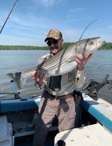 Striped bass caught in Mexico by angler