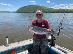 Striped bass caught in NY