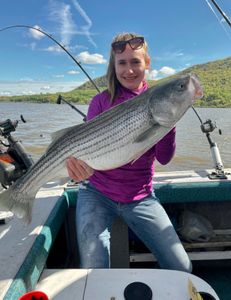 Striped bass caught in NY