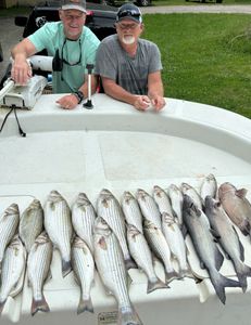 A group of 8 striped bass and white bass caught on a fishing trip in South Carolina