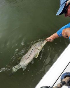 Great snook fishing right here on Pine Island￼