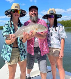 Prized Black Drum Catch. Pine Island FL 