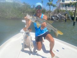 Morning Snook Catches. Pine Island FL