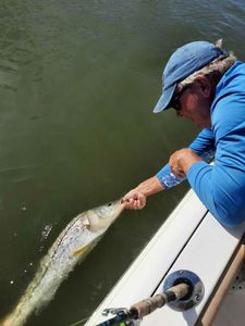 Epic Snook Pursuits. Pine Island Waters