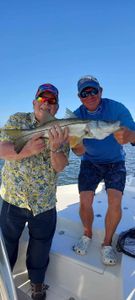 Snook Catches. Pine Island Waters