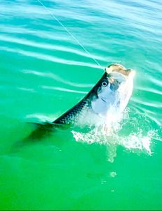 It's never too early to book your tarpon trips