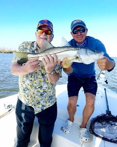 Florida snook in Pine Island sound