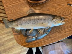 A fisherman holding a beautiful rainbow trout in WI