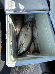 Two fish caught while fishing near Superior