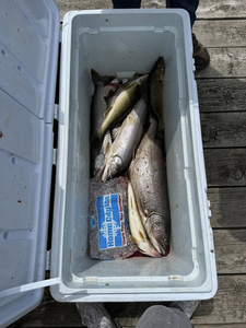 Three Lake Trout in the waters of WI