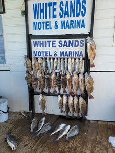Seven black drum fish caught while fishing in TX