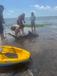 A single Atlantic Sharpnose Shark swimming in the waters off the coast of Florida