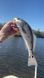 Redfish caught during a fishing cruise in FL