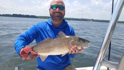 Redfish action in Charleston flats