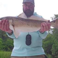 Lowcountry redfish on the line