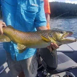 White River Hooked a Brown Trout