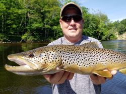 White River Hooked a Brown Trout