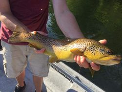 Top Fish Species in White River