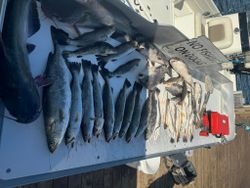 Stacked! Trout, cats, and a pile of drum.