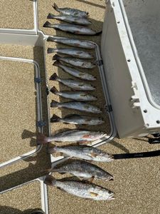 Awesome! Cooler full of speckled trout.