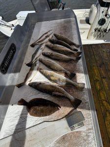 6 summer flounder fish caught in Slidell