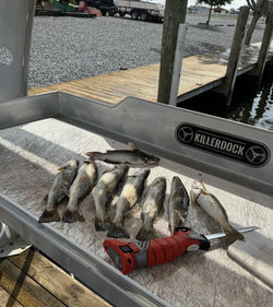 6 fish caught during a fishing trip in LA