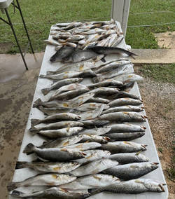 7 spotted weakfish caught fishing in LA