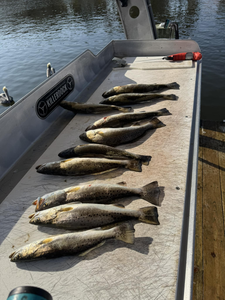 6 spotted weakfish caught in LA