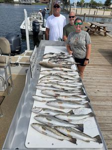 Two spotted weakfish caught while fishing in Slidell