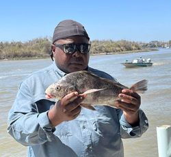 Angler holding a Black Drum fish in TX