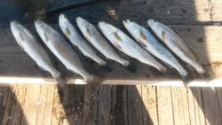 Nice Spotted Seatrout fishing in TX