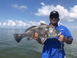 Giant Black Drum in Port Aransas hooked!