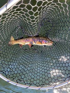 Hook of the day!