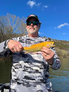 Cotter's Vibrant Trout Beauty Captured