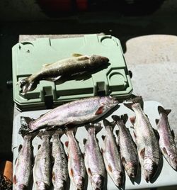 Nine rainbow trout and one muskellunge caught in Cotter
