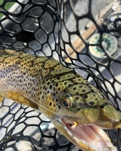 One fish caught in AR