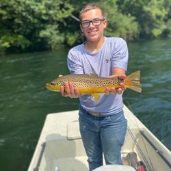 A single sea trout fish caught in Cotter