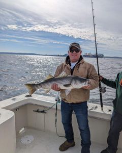Striped bass caught in Highlands