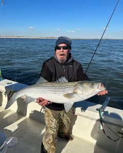 Striped bass, 32 inches, caught in NJ