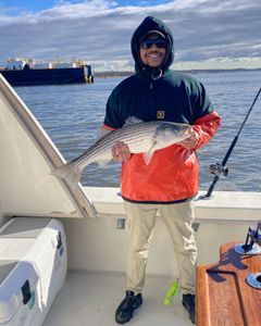 Striped bass fish caught by angler in NJ