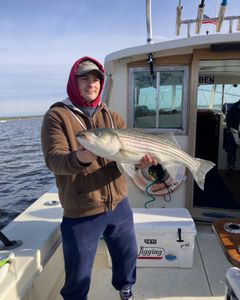 Striped bass caught in NJ