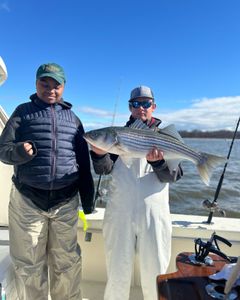 Striped bass caught in NJ