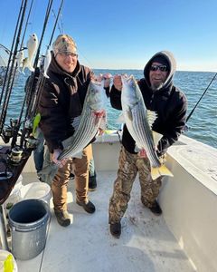A photo of 3 striped bass caught in Highlands during fishing