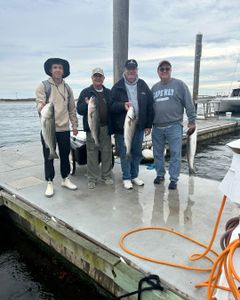 4 Striped Bass caught while fishing in Highlands