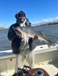 Striped bass fish caught in NJ