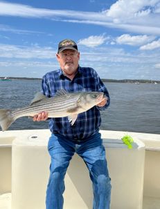 Striped bass fish caught by angler in Highlands